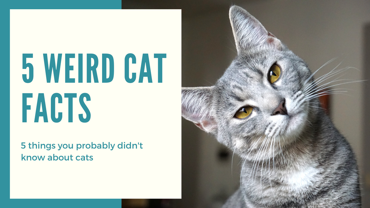 5 things you don’t know about cats – petstreetonline