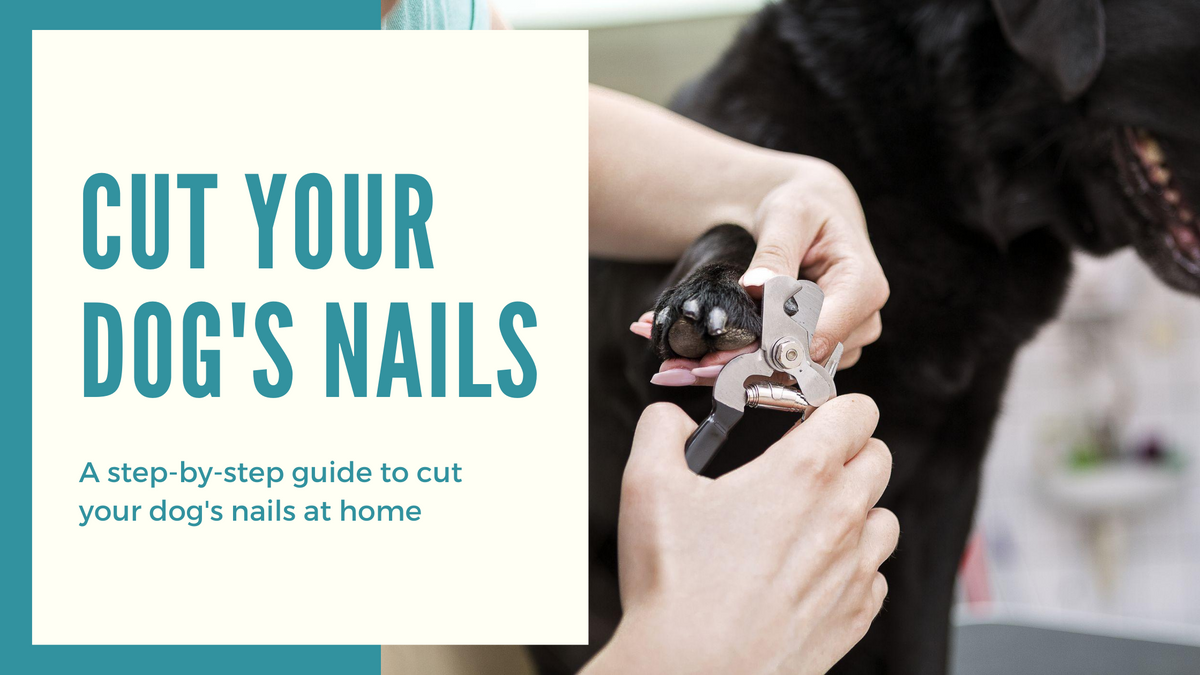 How to Cut Dog’s Nails at Home