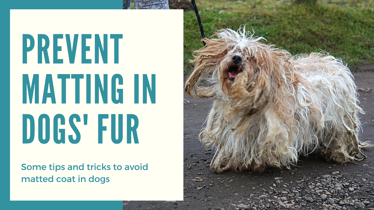 How to Prevent Matting in Dogs – petstreetonline