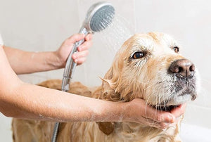 Oh My Dog Berry & Coconut Shampoo